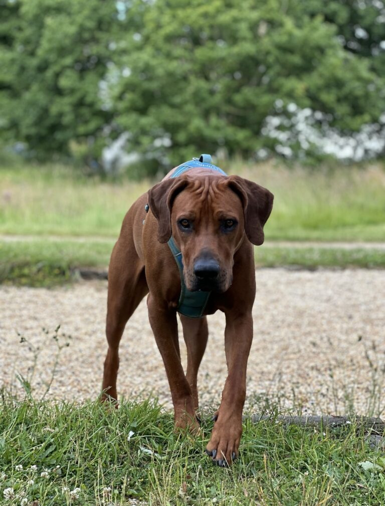 SILVER – RHODESIAN RIDGEBACK